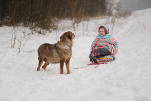 dog rolls little girl on sled 2023 11 27 05 26 29 utc