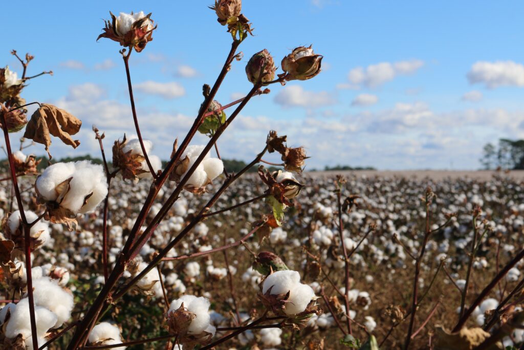 our guide to going green with organic cotton dresses and beyond